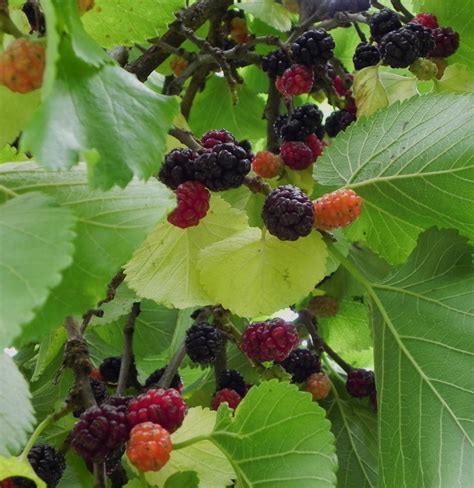 history of mulberry tree.